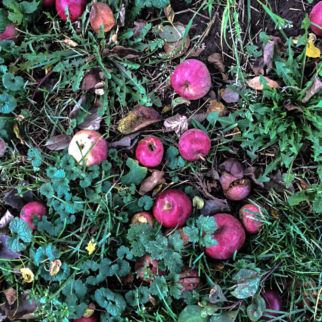 apples-on-ground-edited
