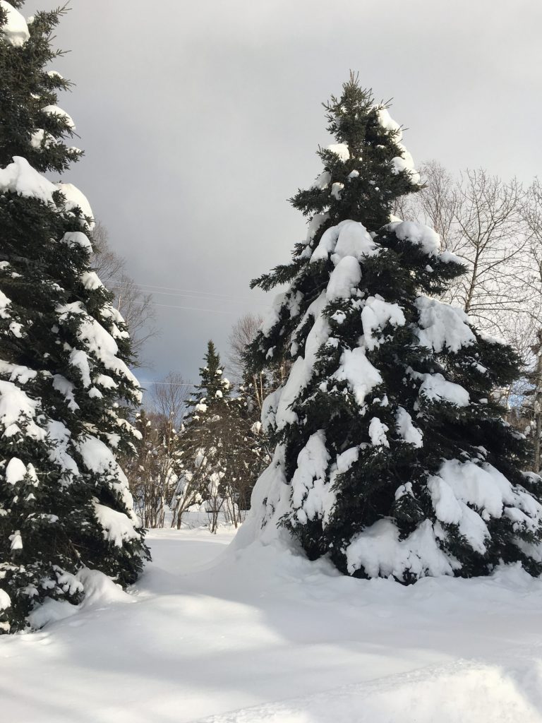 Snowy trees shortbread recipe