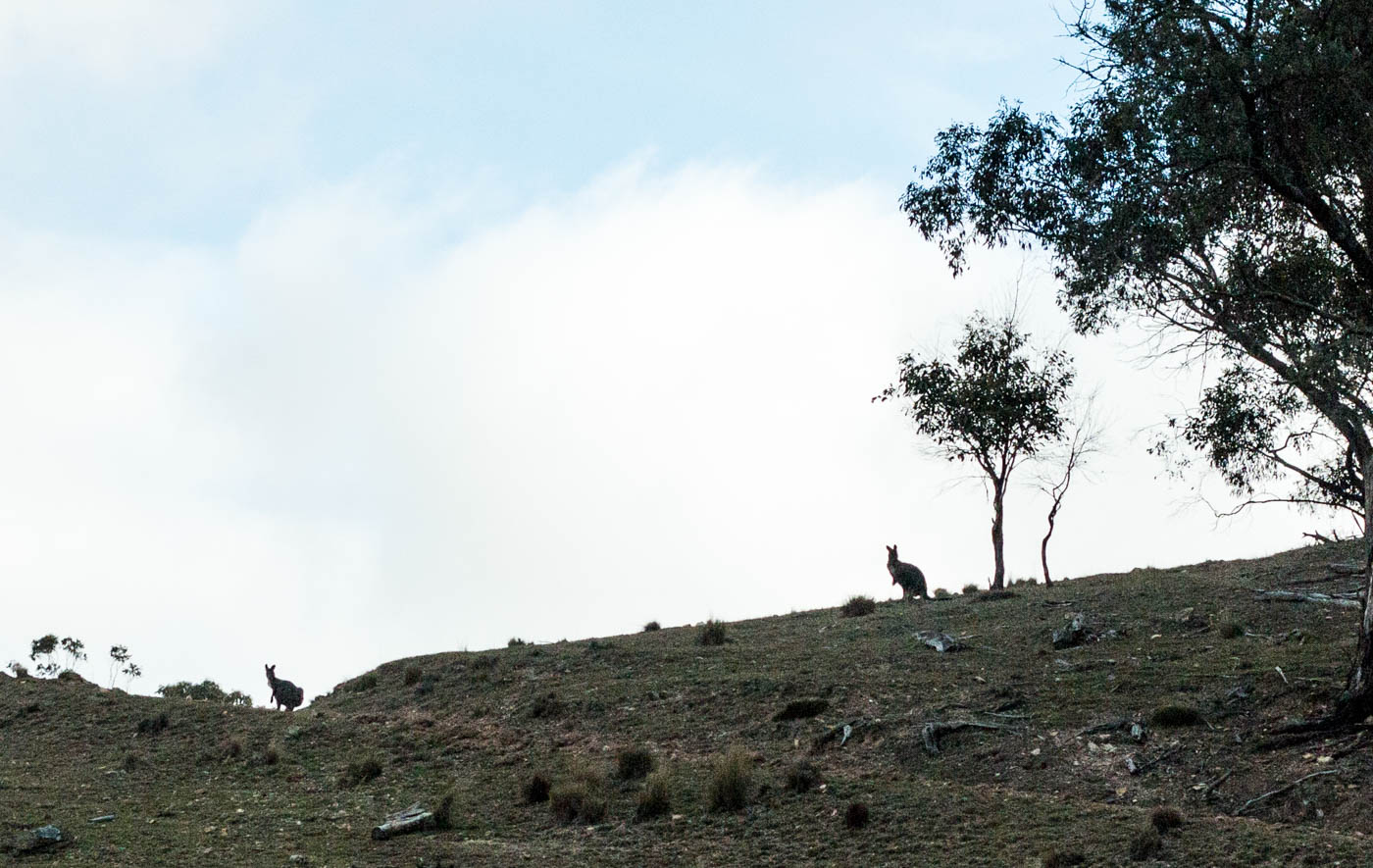 kangaroos on the hill