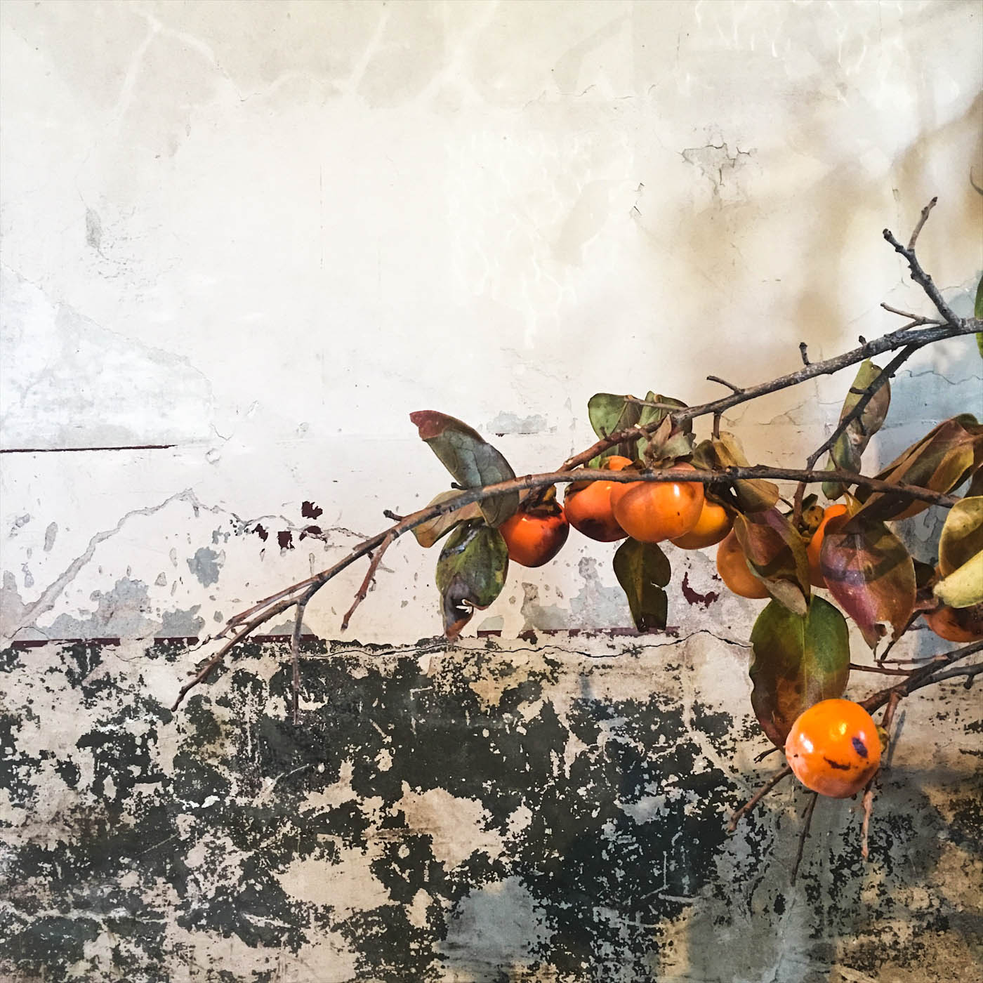 persimmon in the convent