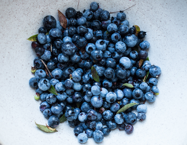 Wild Nova Scotia Blueberries