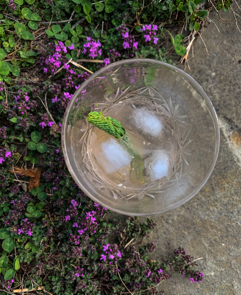 Spruce Tips cocktail
