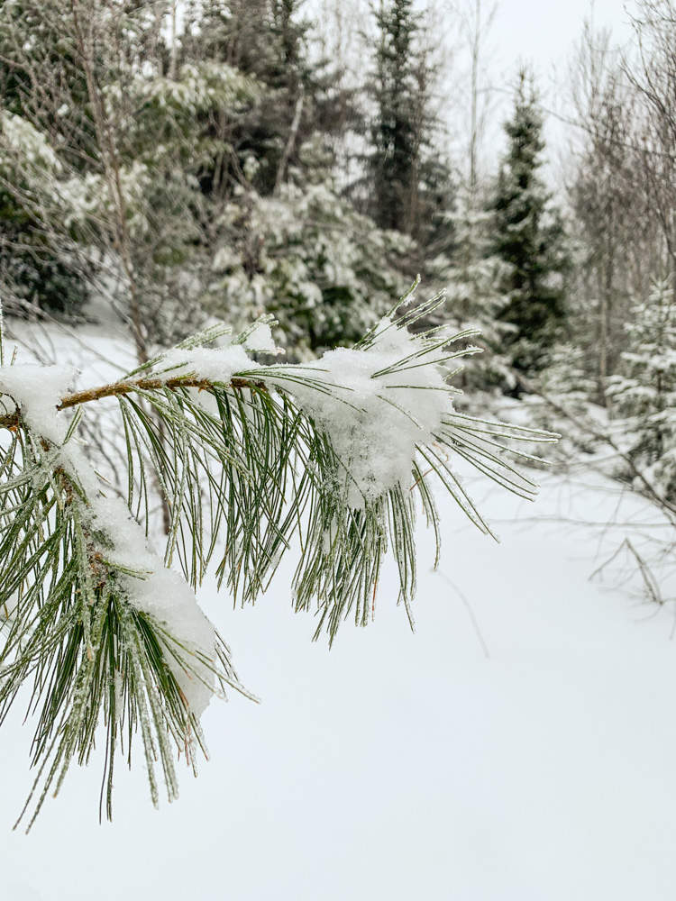 snow covered pine