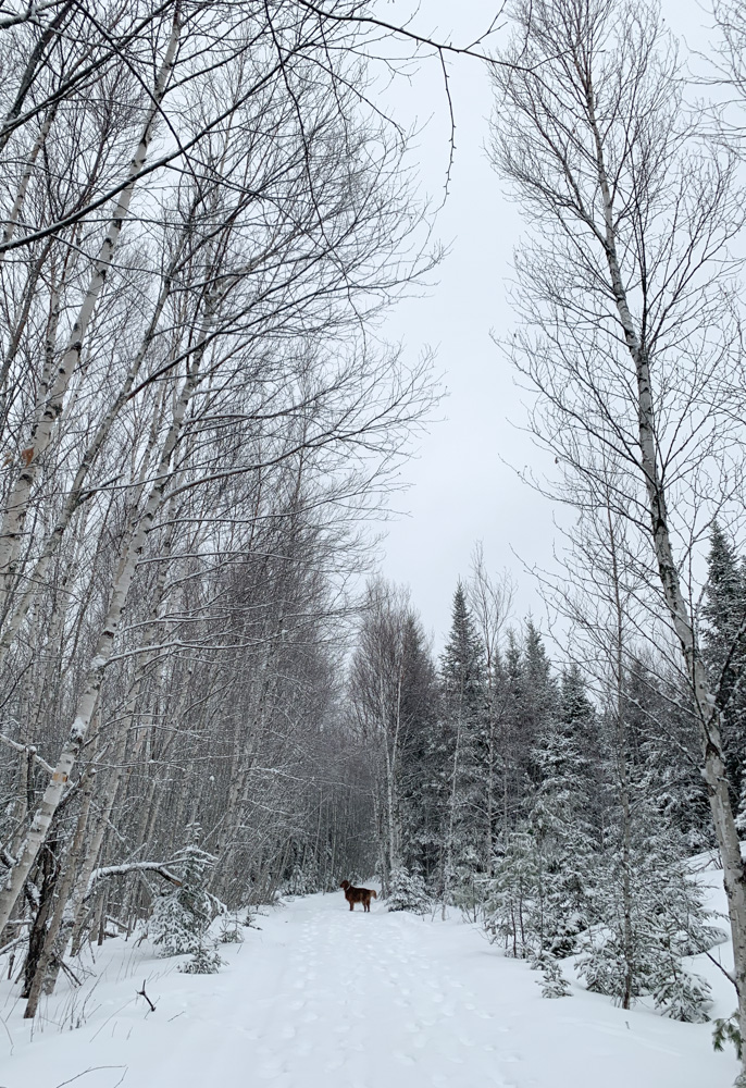 dog in snowy trees