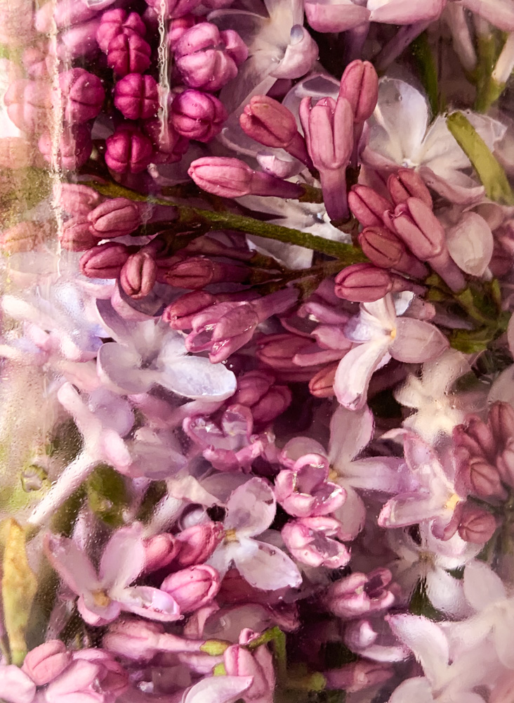 lilac blossoms in water