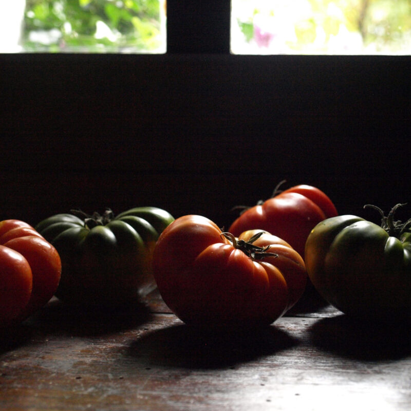 tomatoes on the window sill